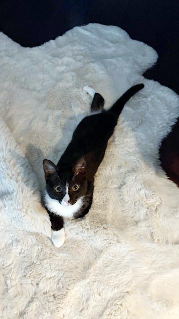 Enlarge Lulu <-- Check out her video, a ADOPTABLE mixed breed in Lake Monroe, FL image 2/6