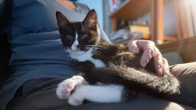 Enlarge Lulu <-- Check out her video, a ADOPTABLE mixed breed in Lake Monroe, FL image 3/6