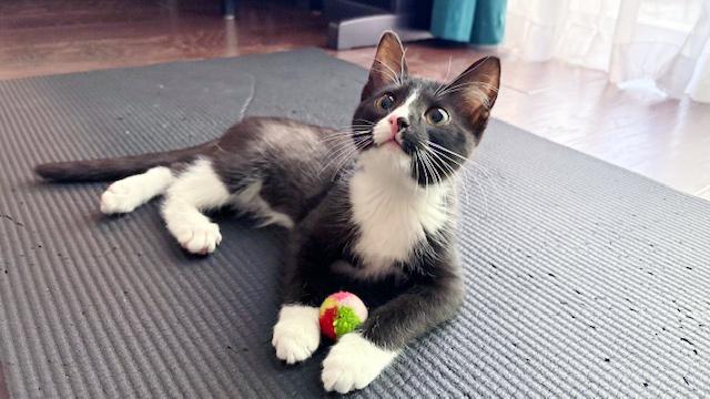 Lulu <-- Check out her video, ADOPTABLE, Kitten Female Domestic Short Hair.