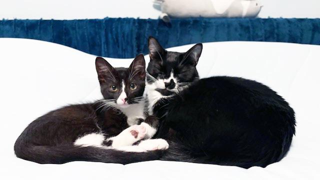 Enlarge Lulu <-- Check out her video, a ADOPTABLE mixed breed in Lake Monroe, FL image 4/6