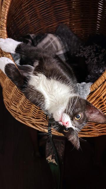 Enlarge Lulu <-- Check out her video, a ADOPTABLE mixed breed in Lake Monroe, FL image 5/6