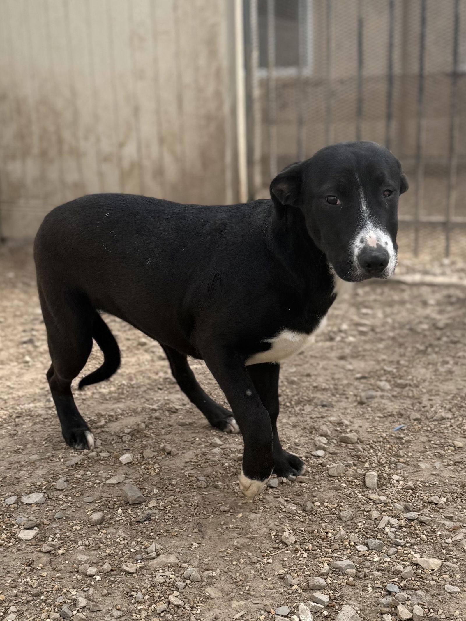 Nita, Adoptable, Young Female Labrador Retriever.