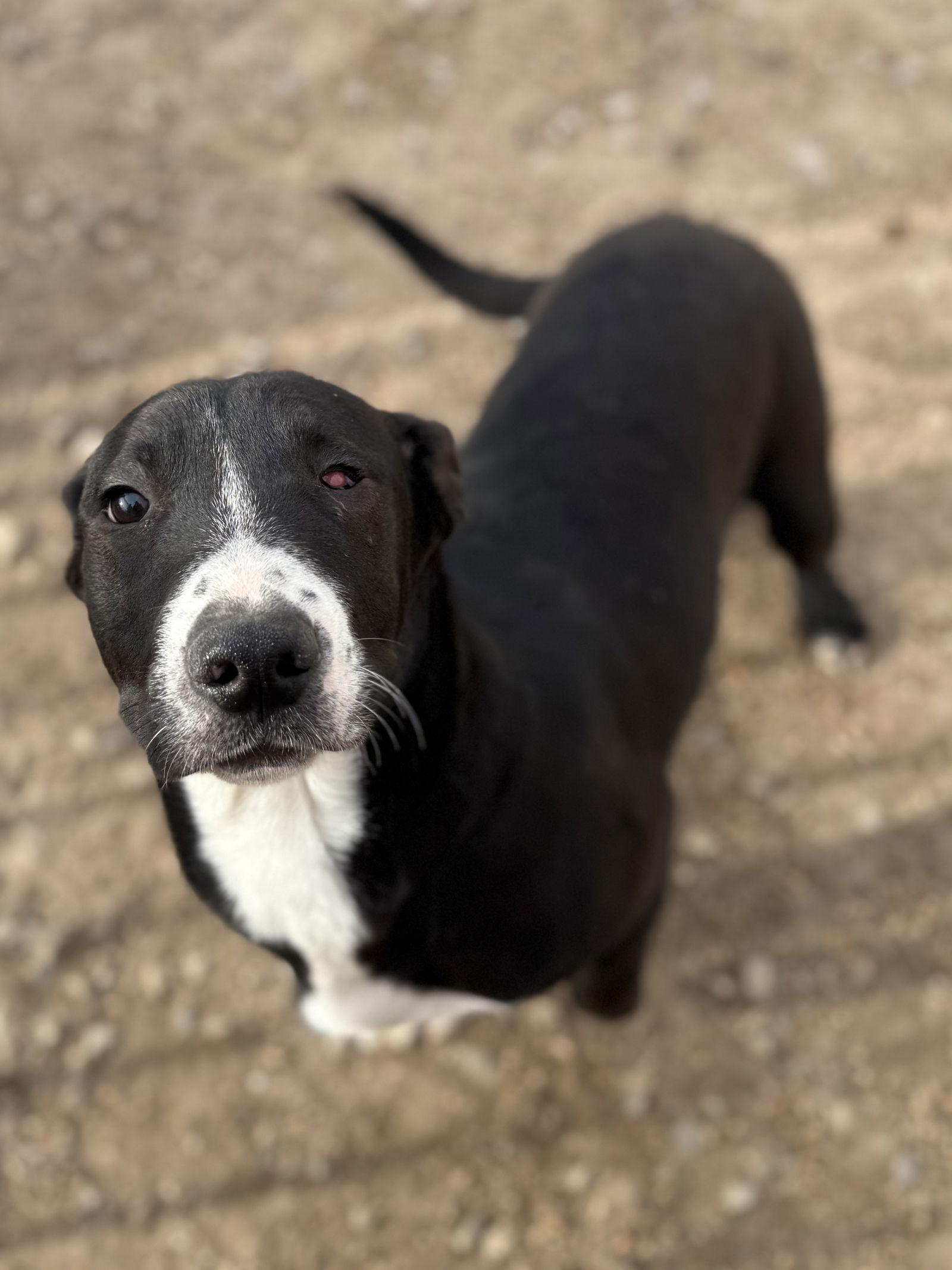 Enlarge Nita, a Adoptable Labrador Retriever in Corning, AR image 2/3