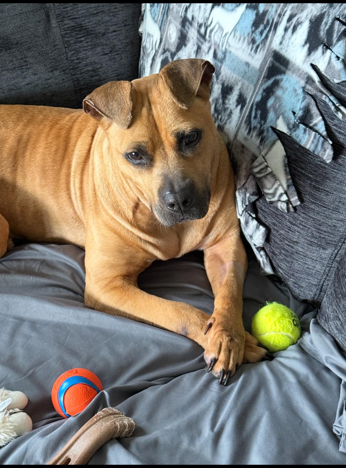 Carmen, Adult Female Pit Bull Terrier