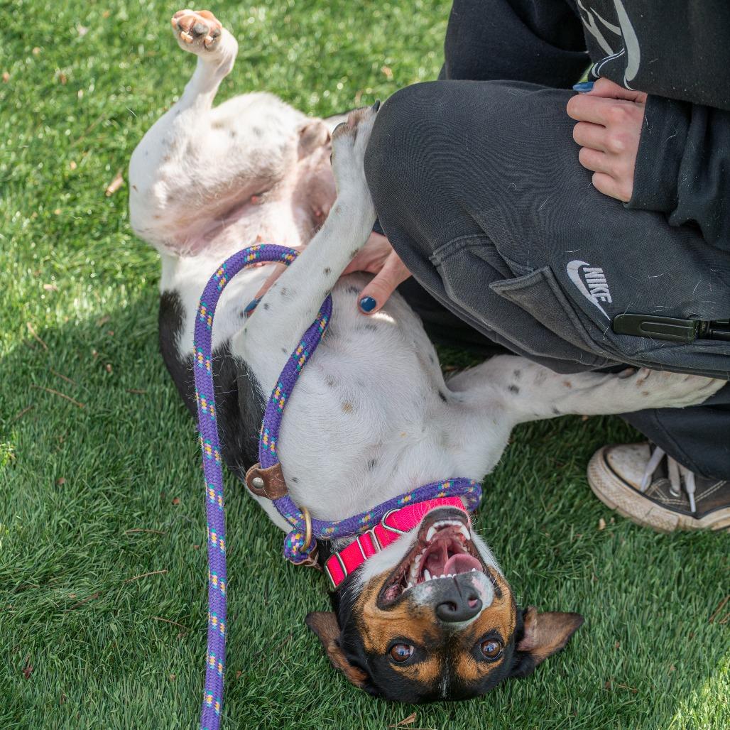 Bella, Adoptable, Young Female Mixed Breed.