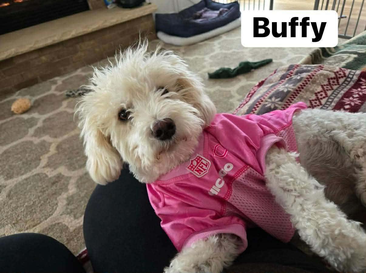 Enlarge Buffy, a ADOPTABLE mixed breed in Elburn, IL image 3/6