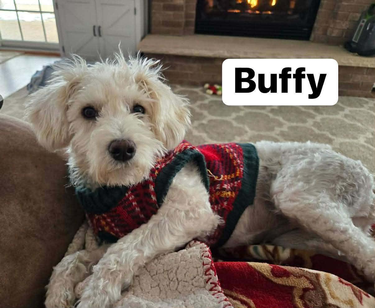 Enlarge Buffy, a ADOPTABLE mixed breed in Elburn, IL image 5/6