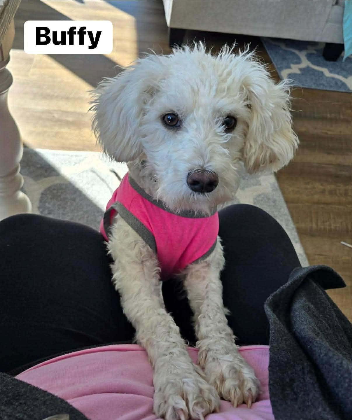 Enlarge Buffy, a ADOPTABLE mixed breed in Elburn, IL image 2/6