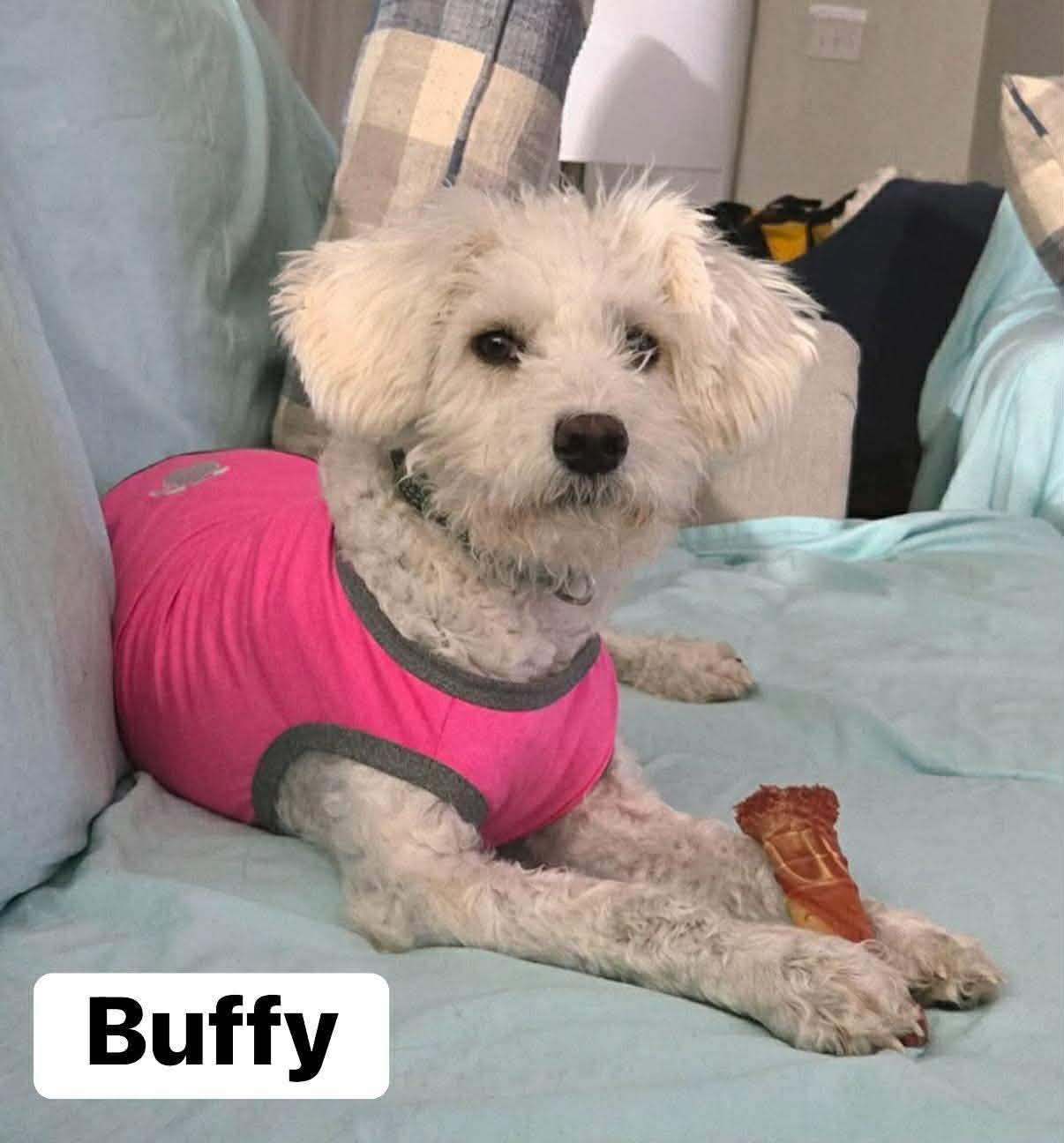 Enlarge Buffy, a ADOPTABLE mixed breed in Elburn, IL image 1/6