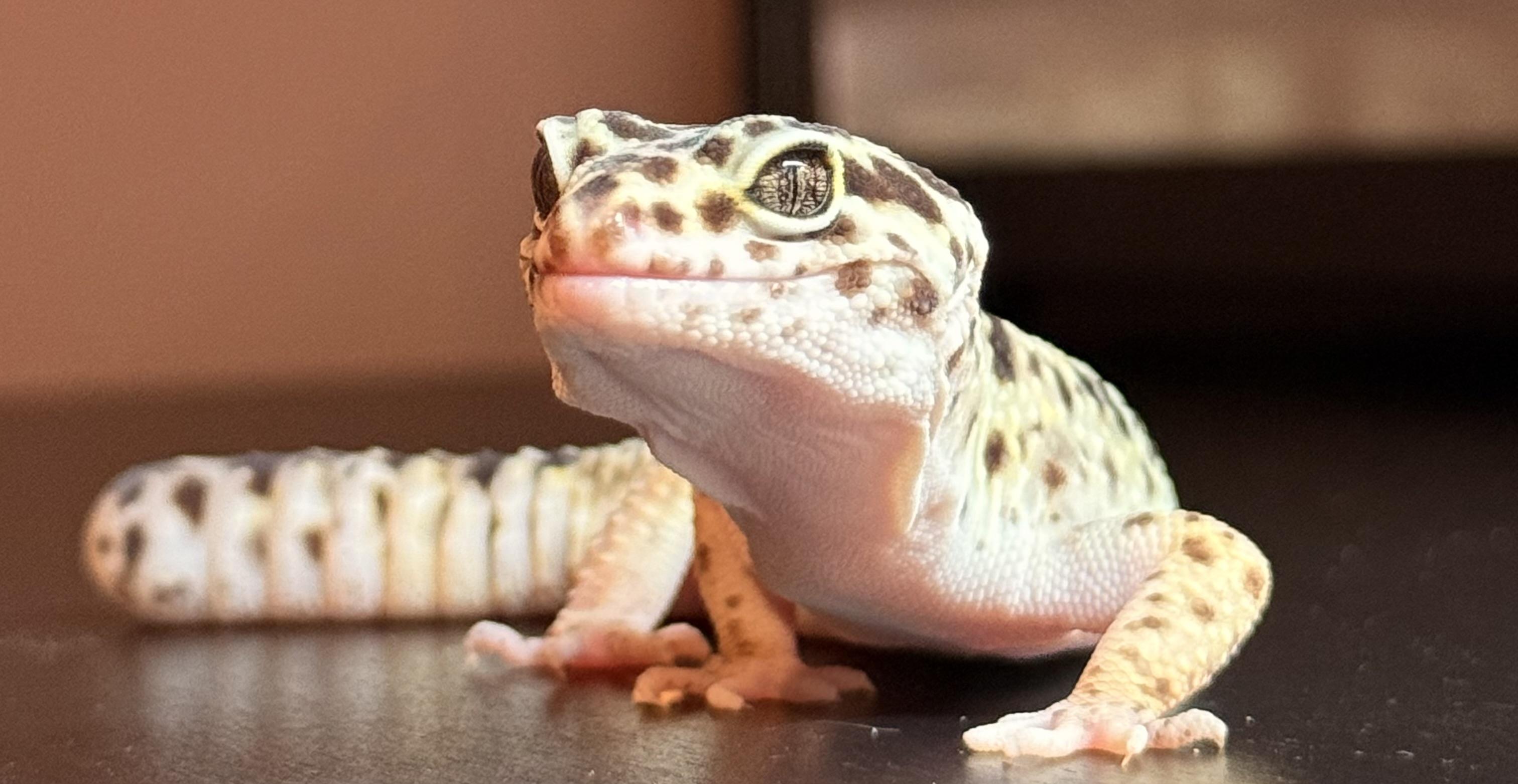 Tito, ADOPTABLE, Adult Male Gecko.