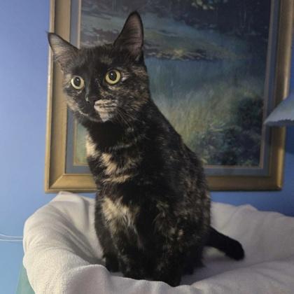 Lucy, Adoptable, Adult Female Domestic Short Hair & Domestic Short Hair.