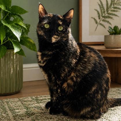 Lucy, a Adoptable Domestic Short Hair in Elk Grove Village, IL image 2/3