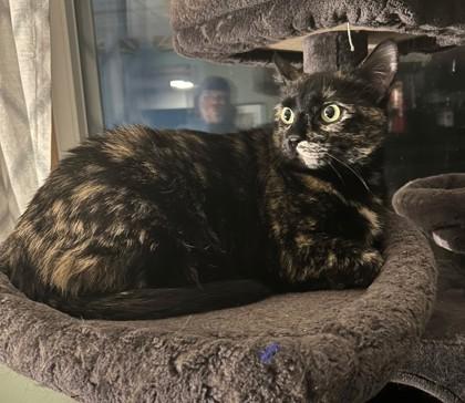 Enlarge Lucy, a Adoptable Domestic Short Hair in Elk Grove Village, IL image 1/3