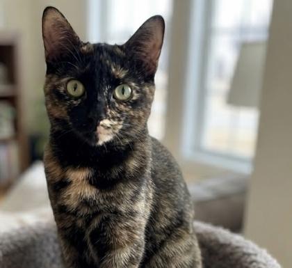 Lucy, Adoptable, Adult Female Domestic Short Hair & Domestic Short Hair.