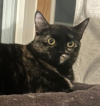 Lucy, a Adoptable Domestic Short Hair in Elk Grove Village, IL image 1/3