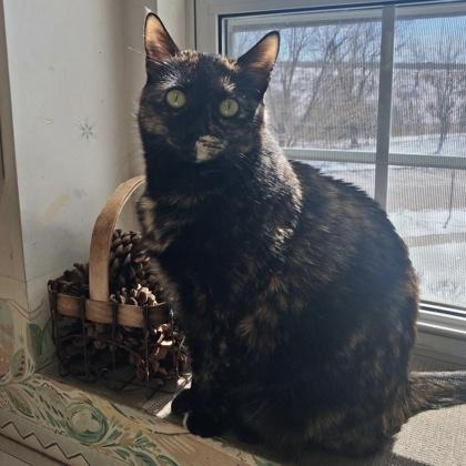 Lucy, a Adoptable Domestic Short Hair in Elk Grove Village, IL image 2/3