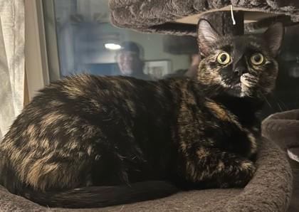 Enlarge Lucy, a Adoptable Domestic Short Hair in Elk Grove Village, IL image 2/3