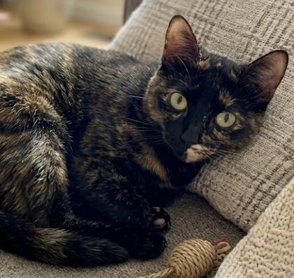 Lucy, a Adoptable Domestic Short Hair in Elk Grove Village, IL image 2/3