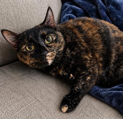 Lucy, a Adoptable Domestic Short Hair in Elk Grove Village, IL image 3/3
