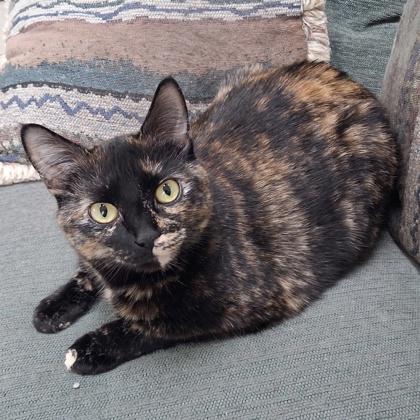 Lucy, a Adoptable Domestic Short Hair in Elk Grove Village, IL image 3/3