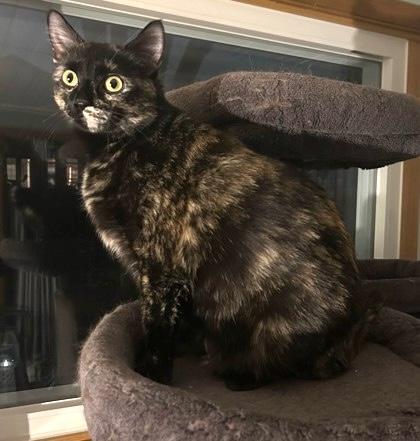 Lucy, a Adoptable Domestic Short Hair in Elk Grove Village, IL image 2/3