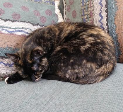 Lucy, a Adoptable Domestic Short Hair in Elk Grove Village, IL image 3/3