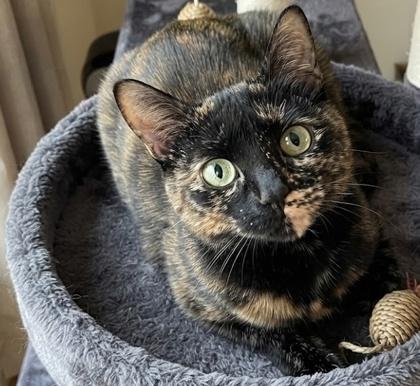 Lucy, a Adoptable Domestic Short Hair in Elk Grove Village, IL image 3/3