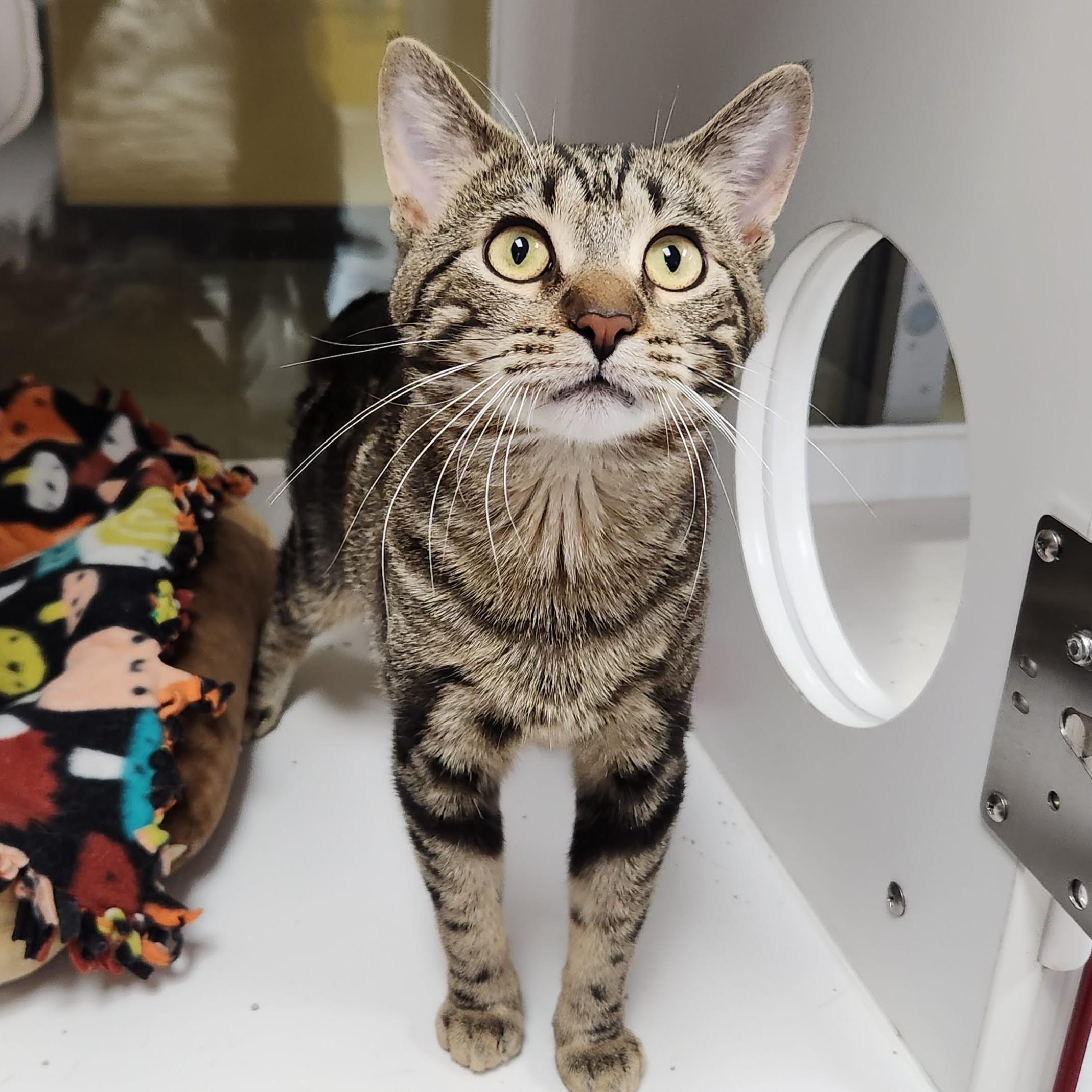 Enlarge Tom Nook, a ADOPTABLE Tabby in Marshfield, WI image 4/6
