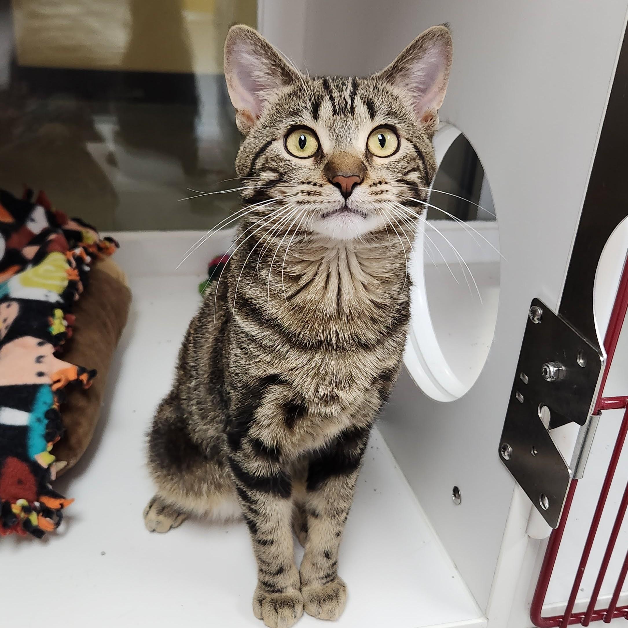 Enlarge Tom Nook, a ADOPTABLE Tabby in Marshfield, WI image 3/6