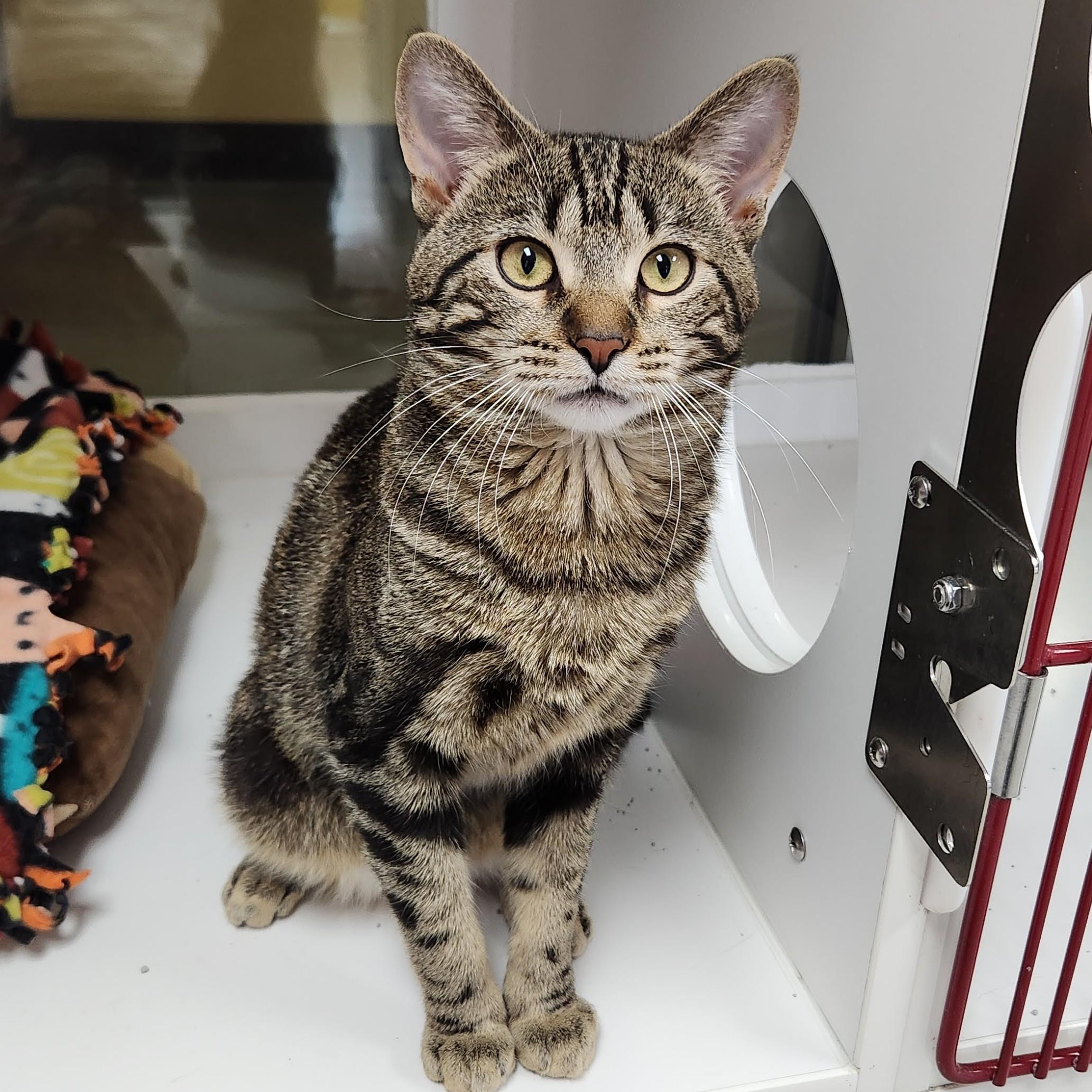 Enlarge Tom Nook, a ADOPTABLE Tabby in Marshfield, WI image 5/6