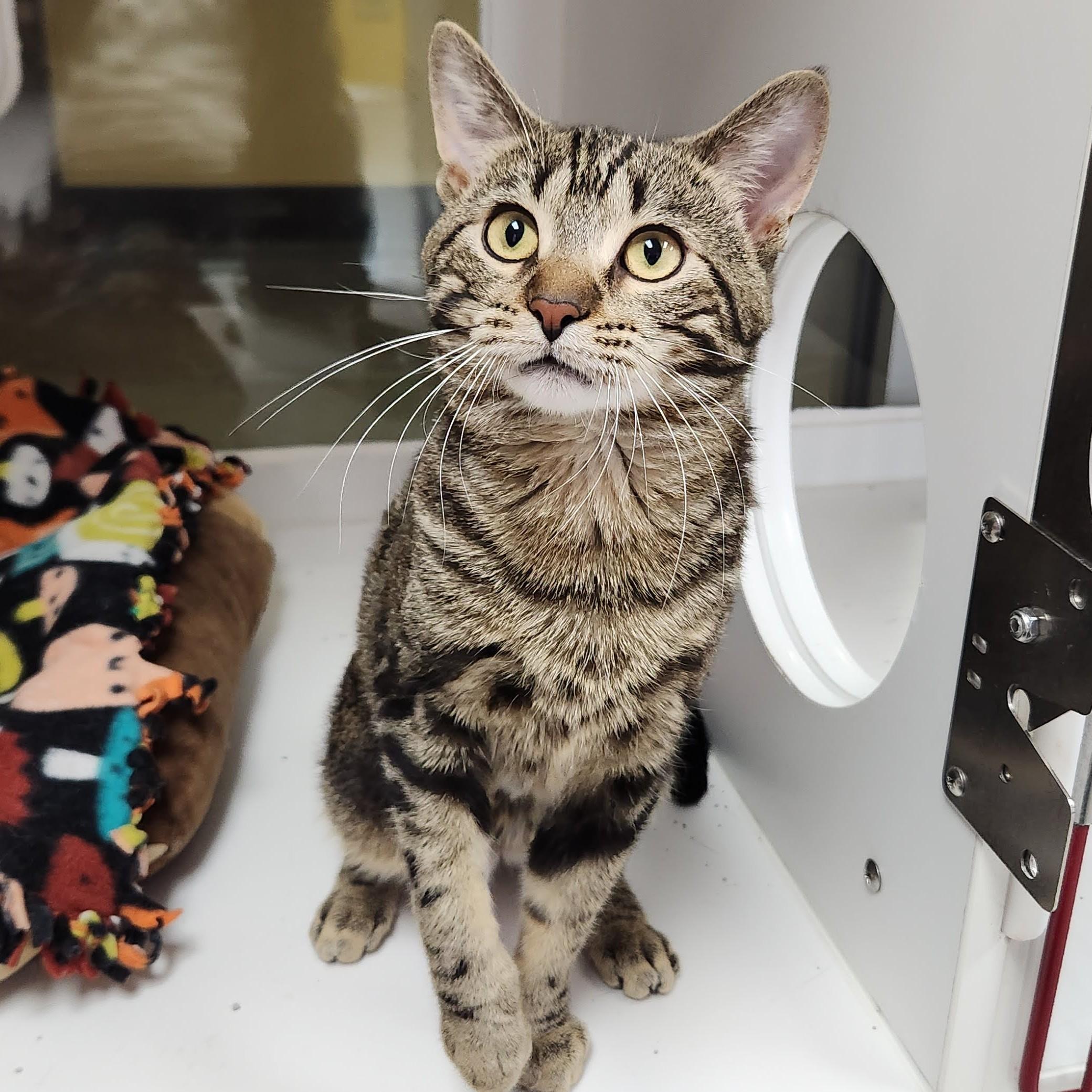 Enlarge Tom Nook, a ADOPTABLE Tabby in Marshfield, WI image 2/6