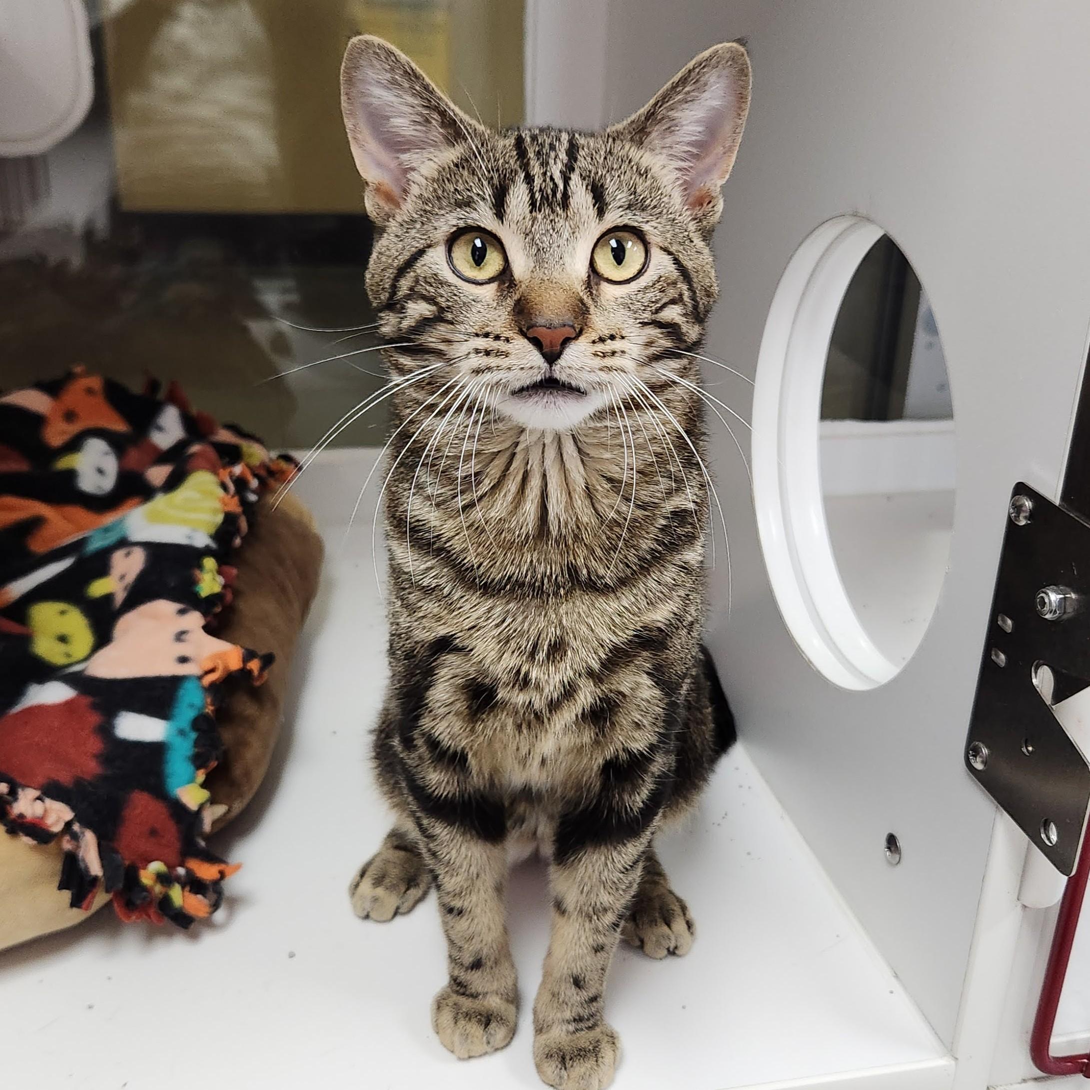 Enlarge Tom Nook, a ADOPTABLE Tabby in Marshfield, WI image 1/6