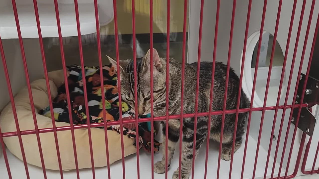 Enlarge Tom Nook, a ADOPTABLE Tabby in Marshfield, WI video 6/6
