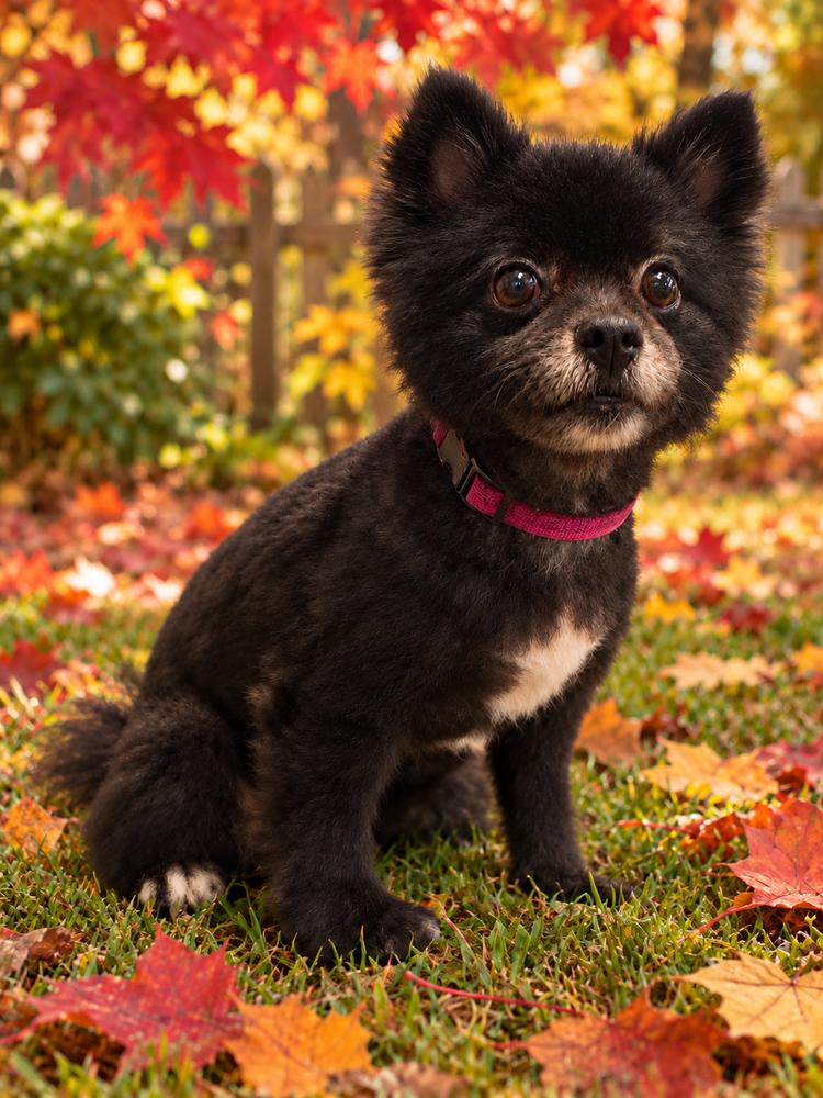 Enlarge Cha-Cha, a Adoptable Pomeranian in Oakland, MI image 2/4