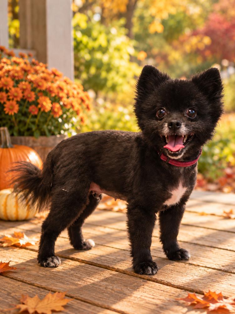 Enlarge Cha-Cha, a Adoptable Pomeranian in Oakland, MI image 3/4