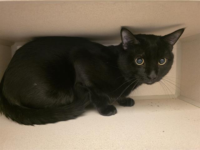 Enlarge IVAN, a Adoptable Domestic Short Hair in Denver, CO image 1/1