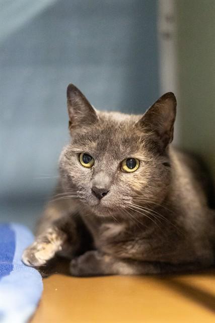 Enlarge KIKI, a Adoptable Domestic Short Hair in Westminster, MD image 1/1