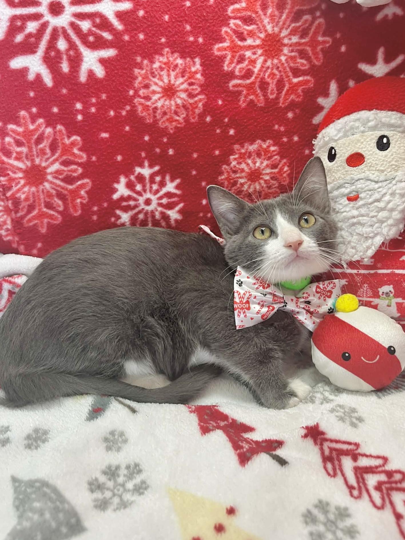 Orville, ADOPTABLE, Young Male Tuxedo.