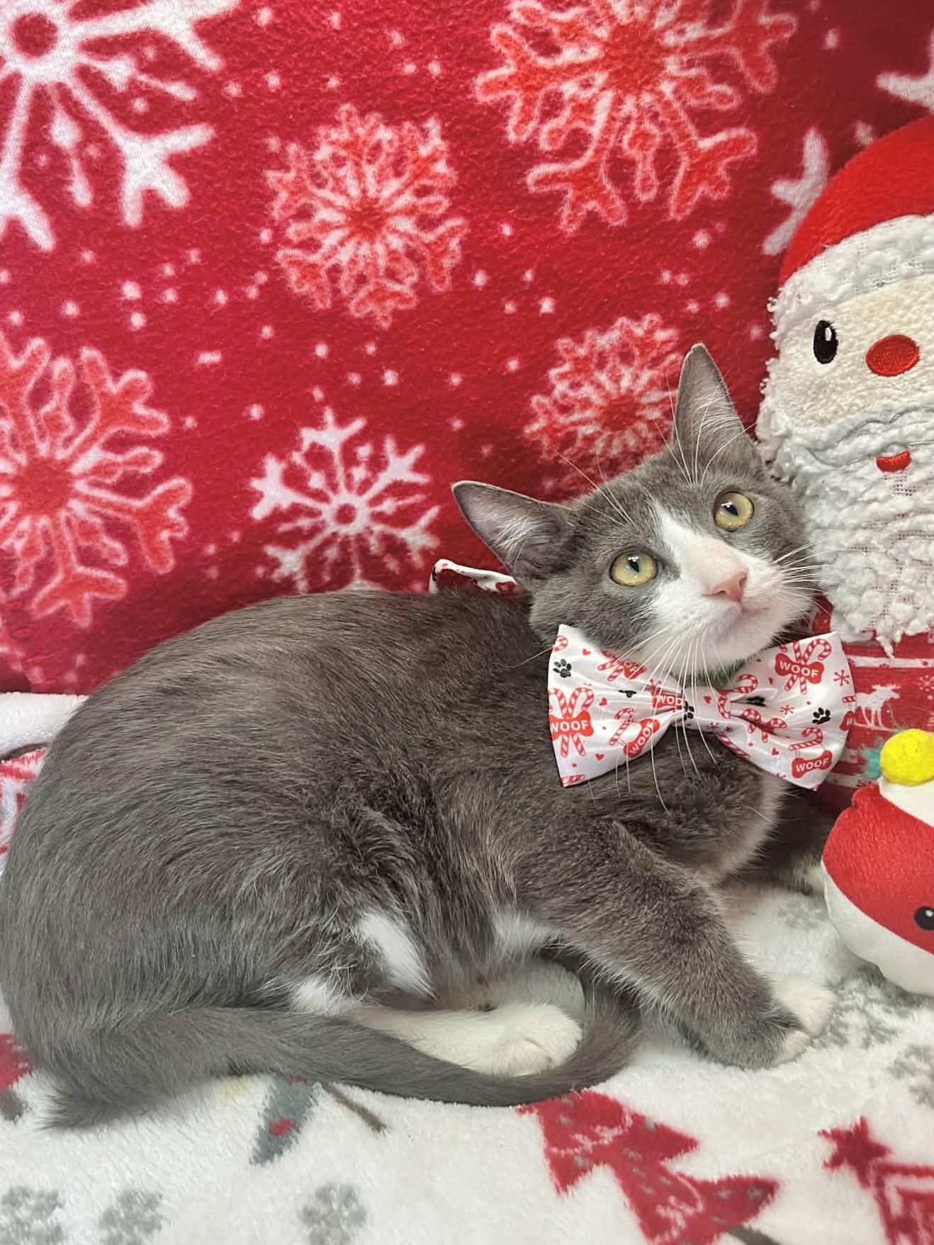 Enlarge Orville, a ADOPTABLE Tuxedo in Tavares, FL image 2/3