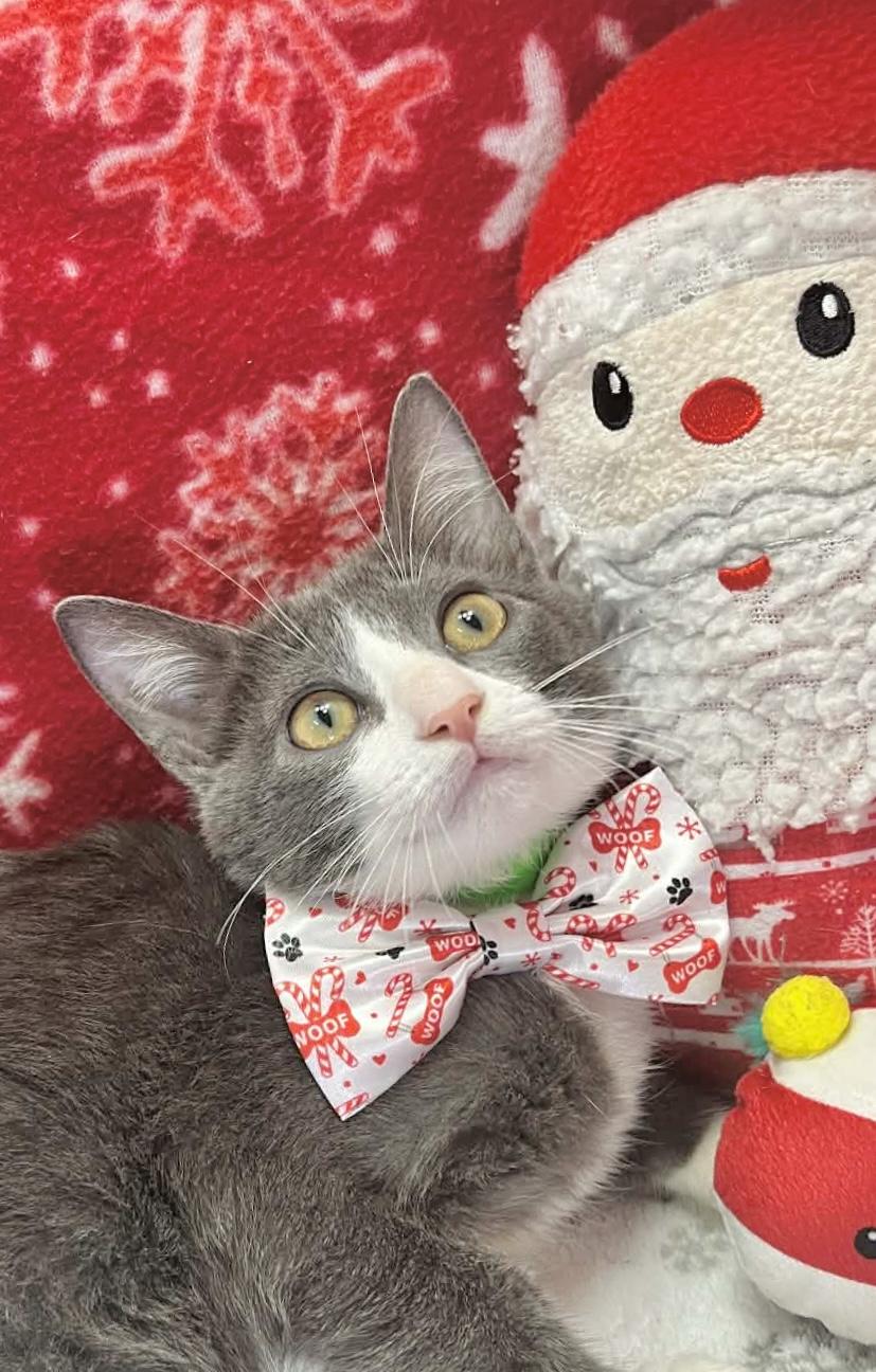 Enlarge Orville, a ADOPTABLE Tuxedo in Tavares, FL image 3/3