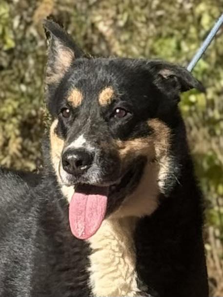 Assiscia thumbnail 4