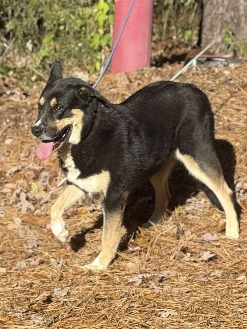 Assiscia thumbnail 6