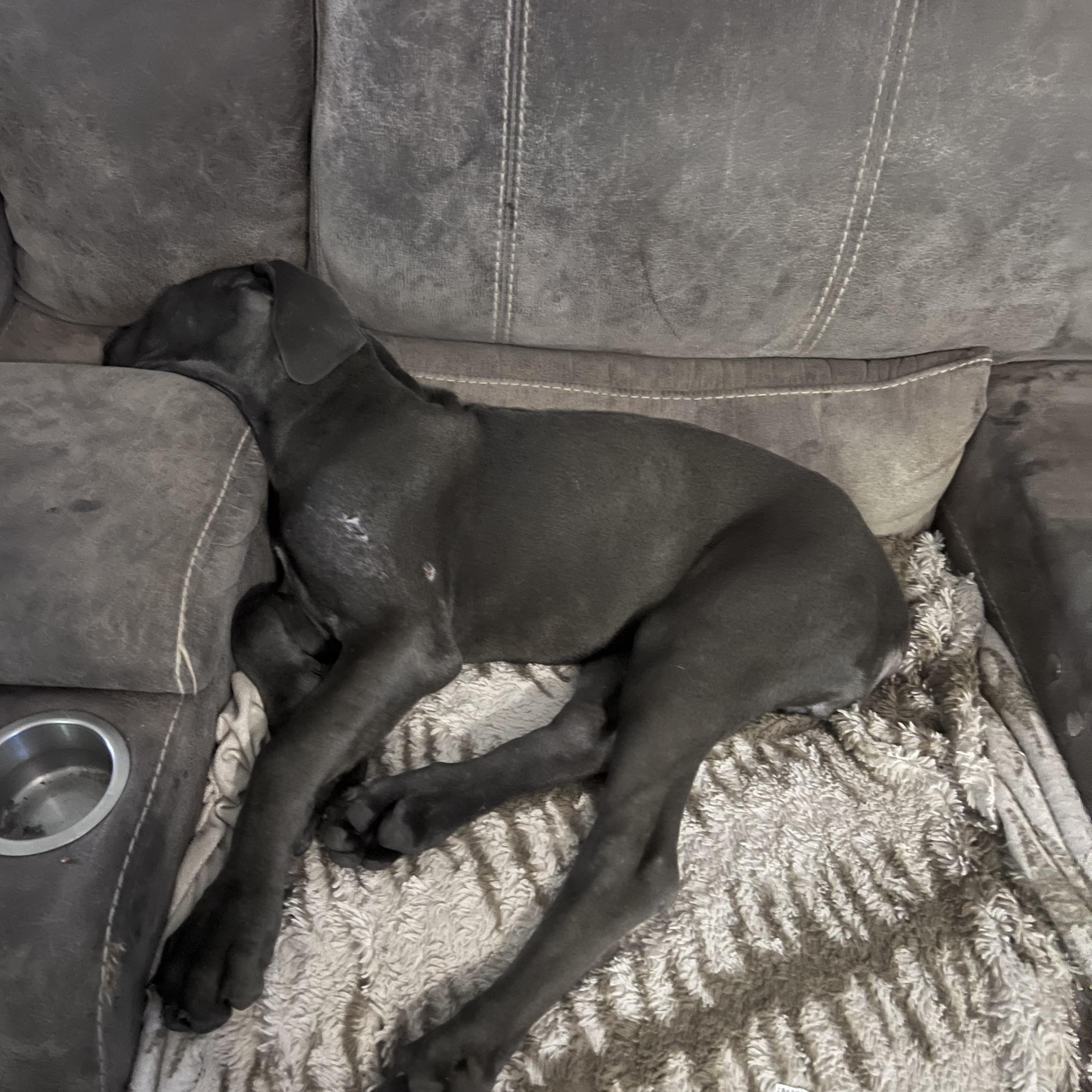 Blue and Blue Brindle Puppies, a Adopted Great Dane in Bonneau, SC image 1/6