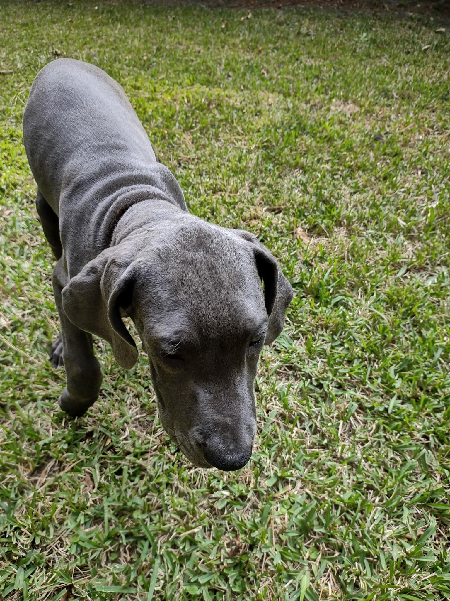 Blue and Blue Brindle Puppies, a Adopted Great Dane in Bonneau, SC image 2/6