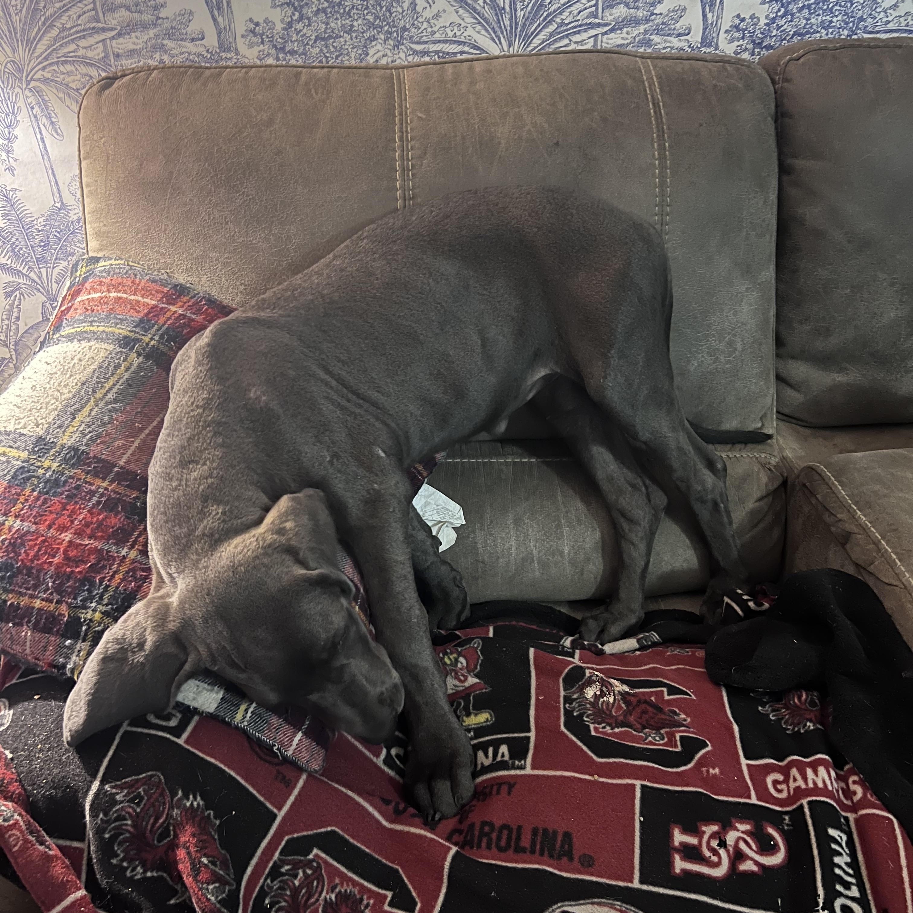 Blue and Blue Brindle Puppies, a Adopted Great Dane in Bonneau, SC image 3/6