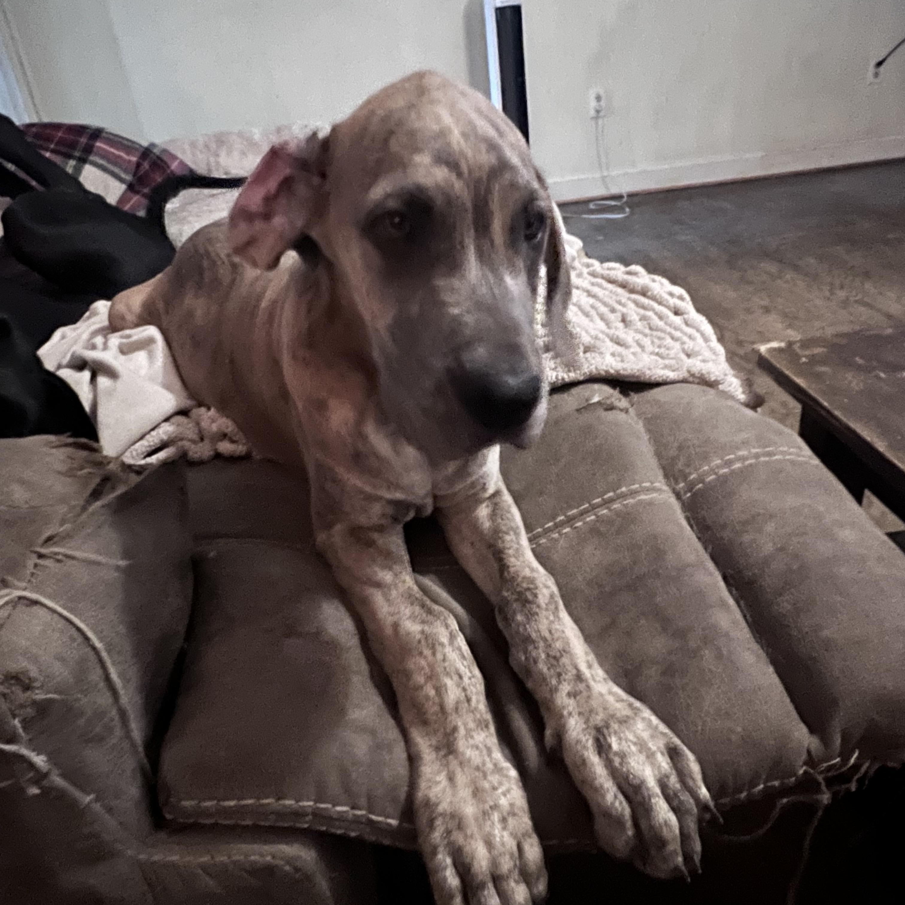 Blue and Blue Brindle Puppies, a Adopted Great Dane in Bonneau, SC image 6/6