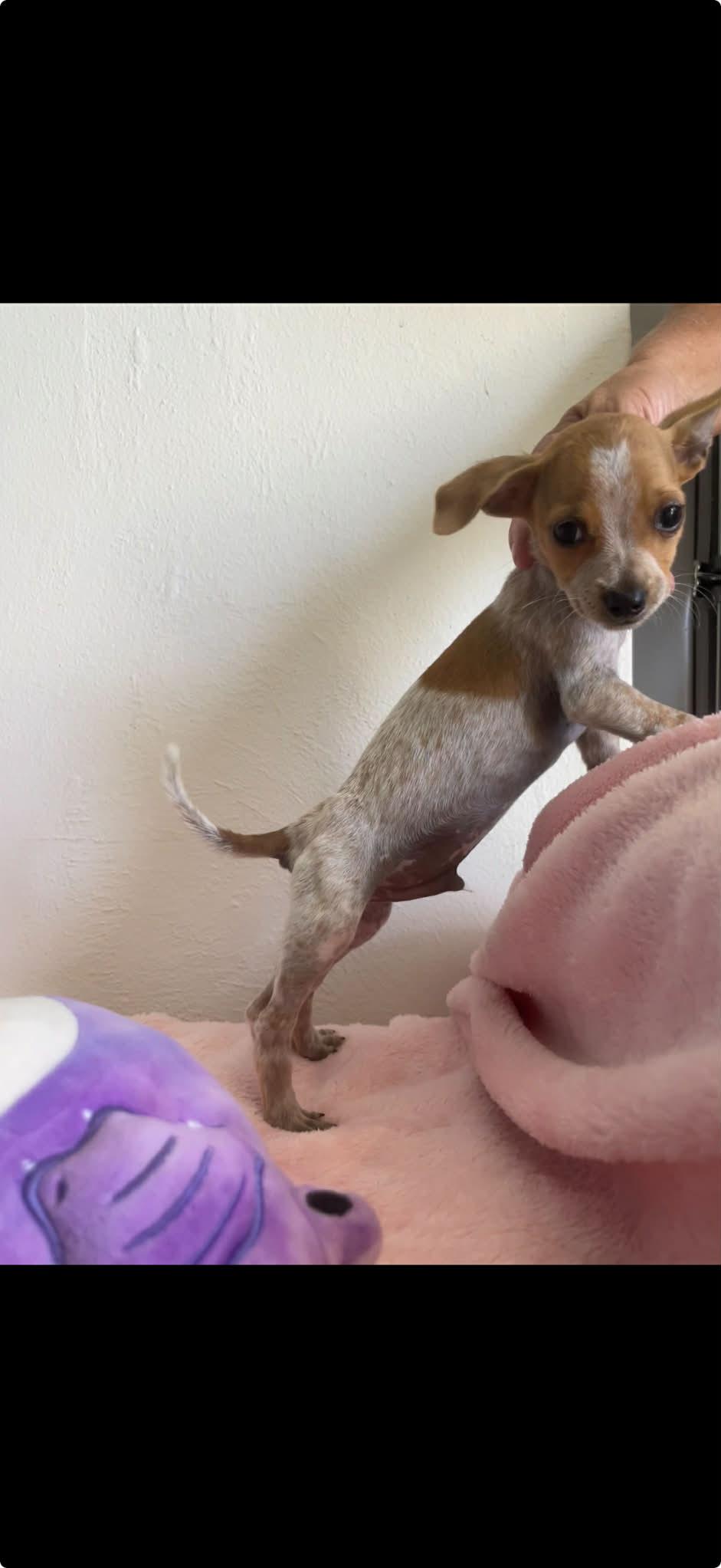 Enlarge Mel, a Adoptable mixed breed in ISABELA, PR image 2/2