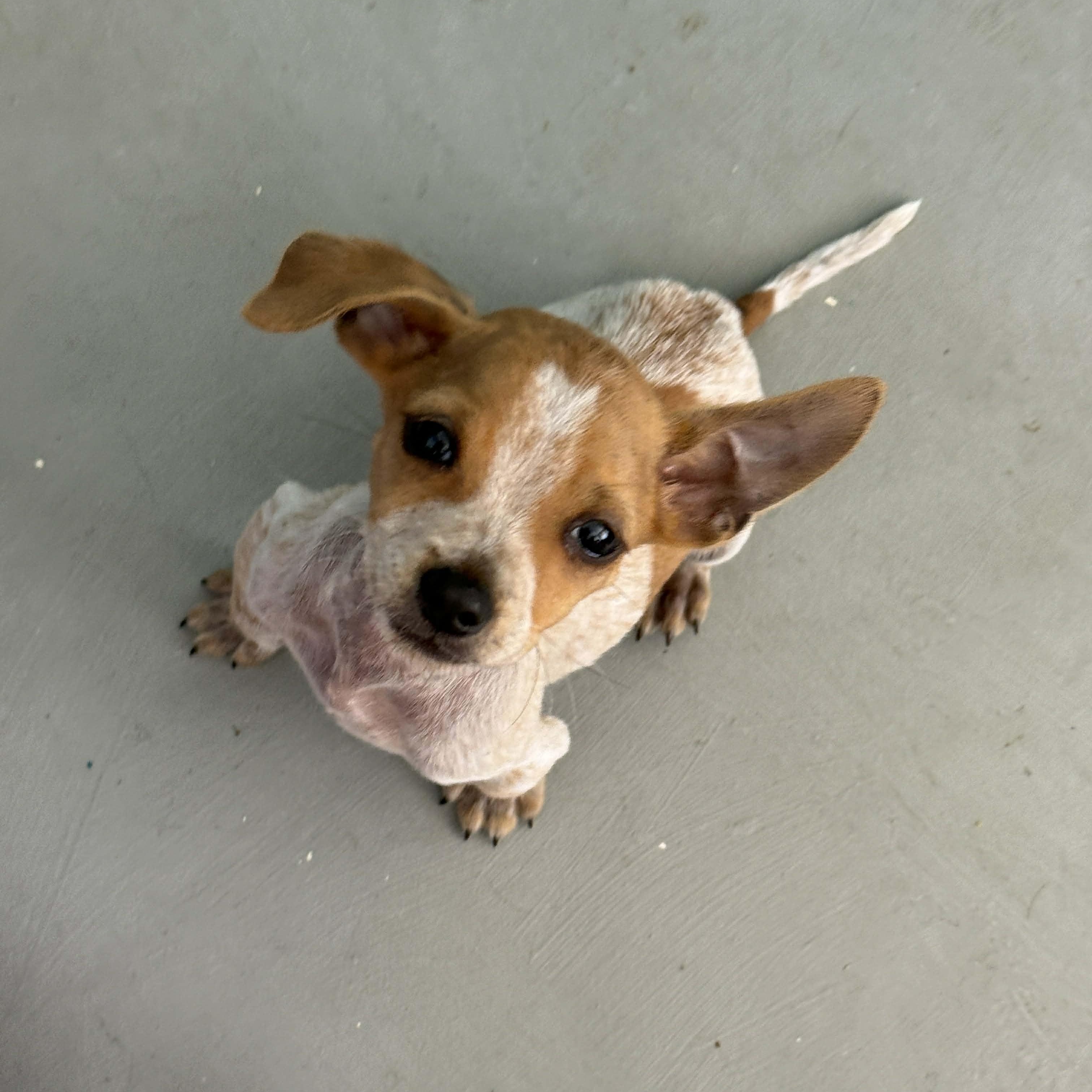 Enlarge Mel, a Adoptable mixed breed in ISABELA, PR image 1/2