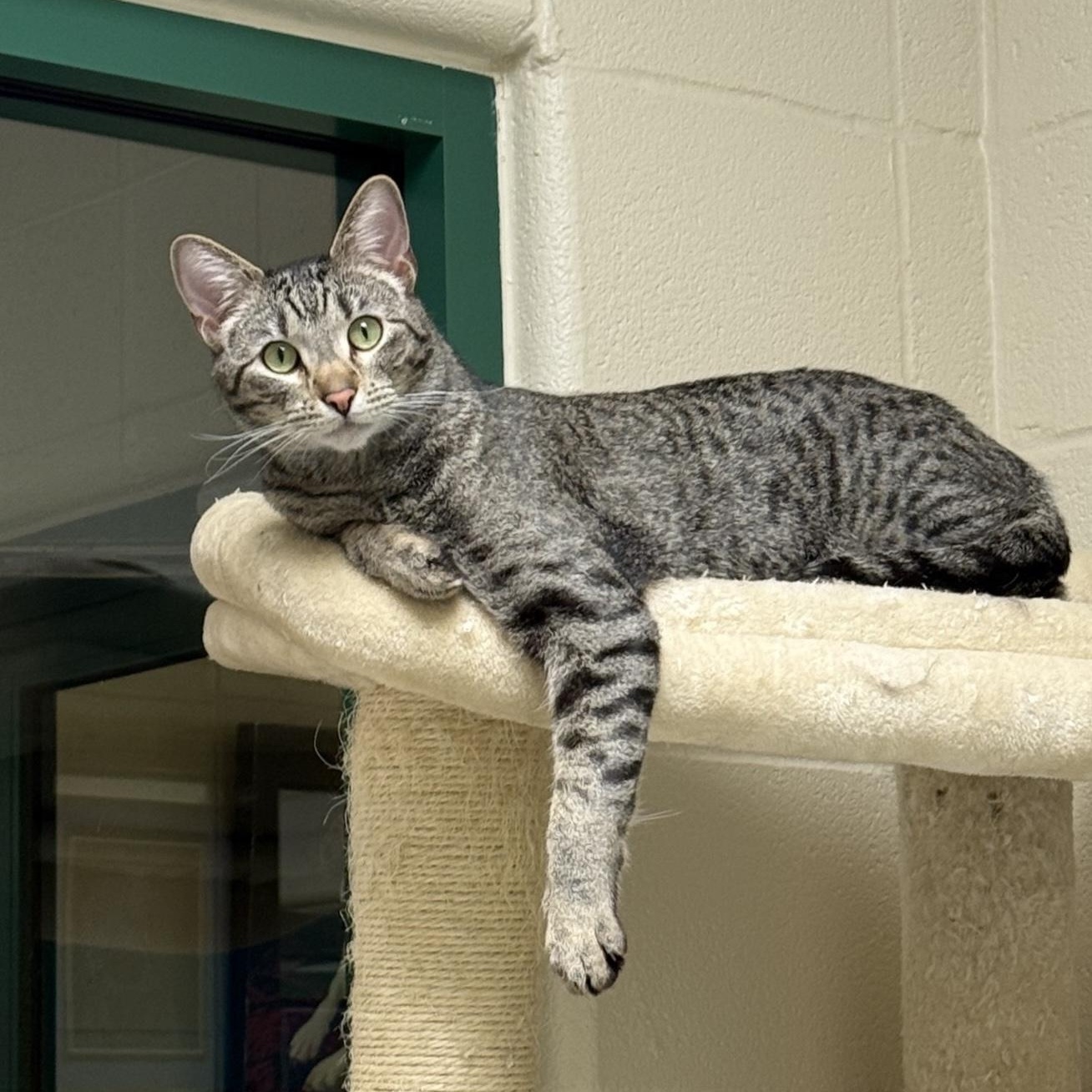 Taj, Adoptable, Young Male Domestic Short Hair.