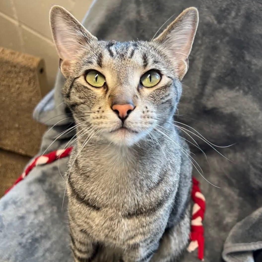 Taj, Adoptable, Young Male Domestic Short Hair.